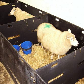 Sheep Pens - Harby Agriculture